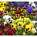 PANSY SWISS GIANT FLOWER SEEDS, 200 SEEDS